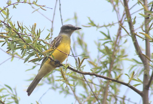 bird kingbird couchskingbird tyrannuscouchii
