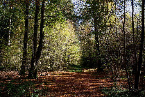 wood autumn landscape herbst landschaft wald canonef1635mmf4lisusm canoneos6d