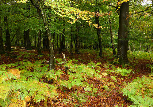 autumn trees england woodland hampshire bracken newforest dennywood newforestnationalpark