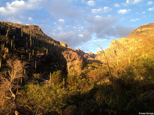canyon light evening sunset plants desert rocks mountains pimacanyon catalinamountains tucson arizona canonrebelt4i unitedstates america usa