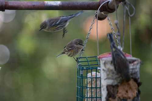 Yellow-rumped Warblers at my suet and peanut butter feeders.