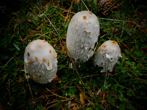 White Mushrooms in the Spanish Mountains