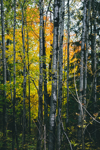 statepark autumn trees fall nature leaves minnesota yellow forest season landscape outdoors midwest thomson wilderness northern duluth jaycooke