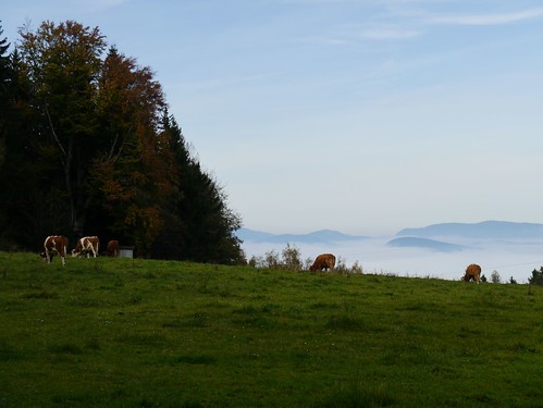 autumn mist fall fog austria österreich nebel cattle cows herbst niederösterreich kühe autriche loweraustria rinder buckligewelt eselberg