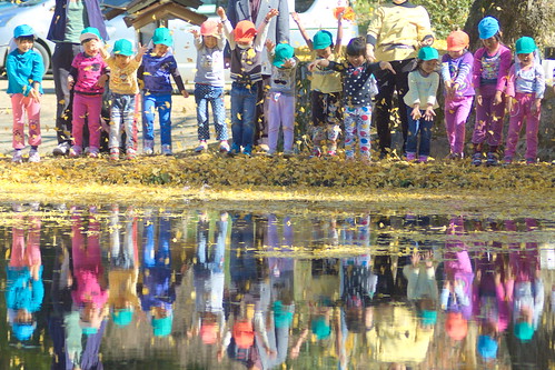 autumn japan children temple ginkgo 日本 銀杏 shimane kindergarten 秋 寺 子供 島根 kindergartenchildren 児童 金言寺 kingenji