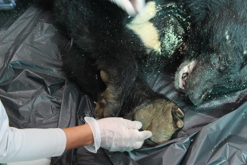 斷掌顯示黑熊野外生活危險重重。