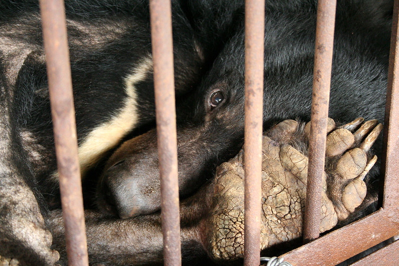 Moon bear Chengdu Truth on a bear bile farm