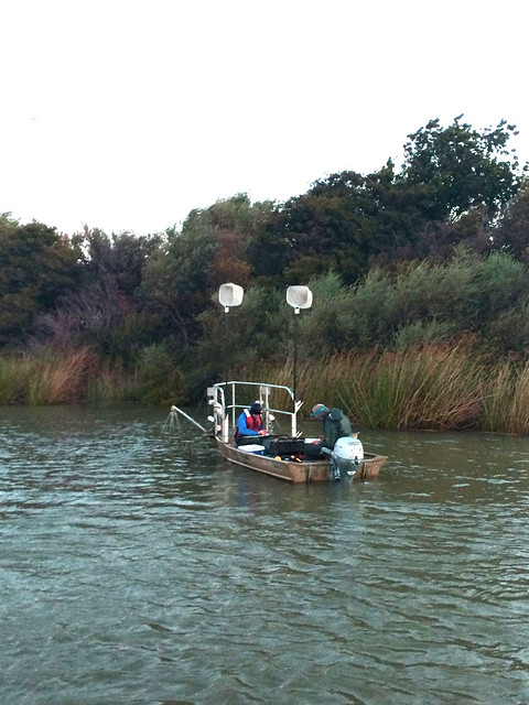  Fish survey in the Sacramento Delta 