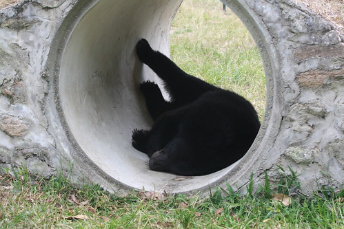 The bear slumbers in the cool tunnel