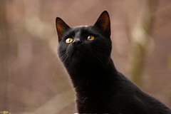 Petite panthère noire - Photo of Montfey