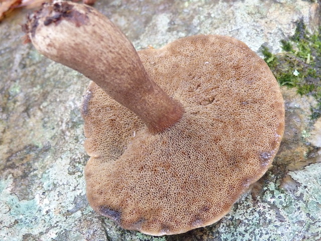 bolete mushroom fungus linville gorge