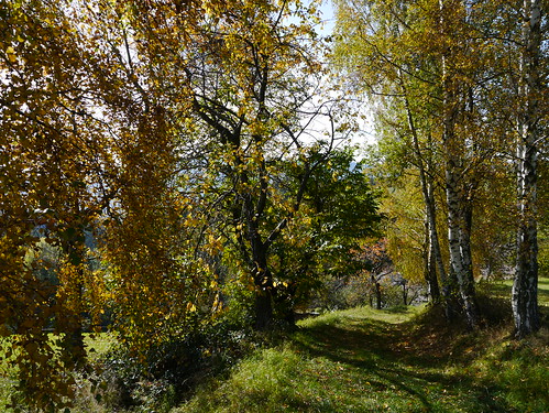 autumn trees fall leaves austria österreich laub herbst foliage blätter bäume niederösterreich autriche loweraustria buckligewelt eselberg
