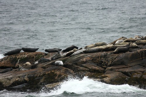 canada nature water rocks waves novascotia wildlife seals mammals atlanticocean kejimkujiknp
