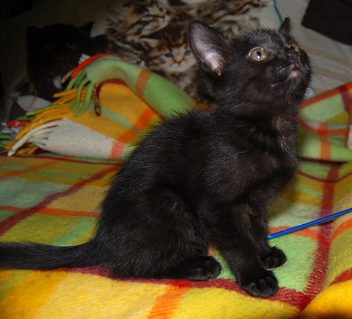 Rocío, gatita pantera bombón nacida en Septiembre´14, necesita hogar. Valencia. ADOPTADA. 15445053180_7ed2764127
