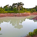 Ibiza - Fish-pond-OM-Organic-permaculture-food-forest-farm-Kampot-Cambodia