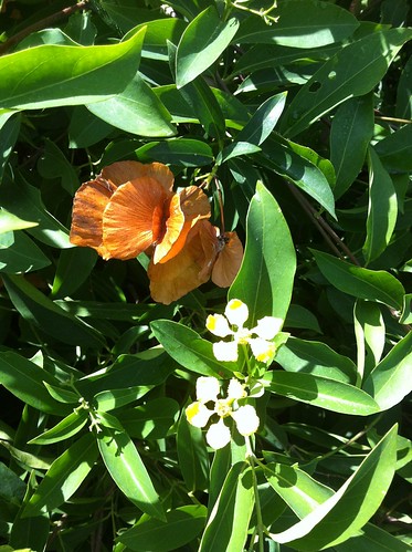 Mascagnia macroptera (butterfly vine)