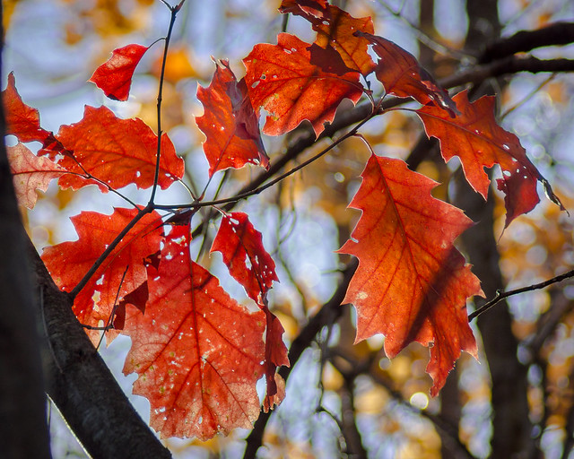 Leaves, Red, Fall, Fall Foliage, Autumn, Fall Colors