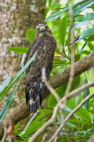 birds animals wildlife wv raptors hawks buteo taxonomy:binomial=buteoplatypterus pentaxk3