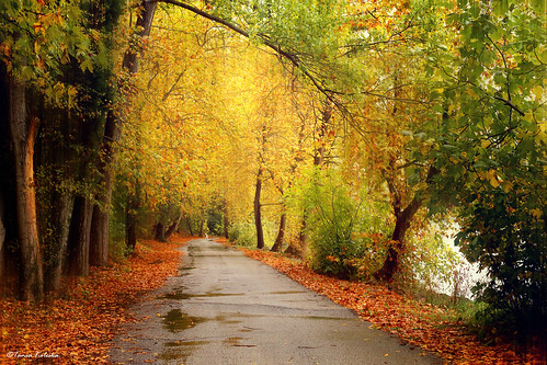 road camera trip trees dog color colour tree green nature wet water colors beautiful leaves rain canon walking landscape greek 50mm gold landscapes leaf amazing rainbow waterdrop colorful walk fallcolors roadtrip greece automn rainy colourful leafs afterrain watter 6d canonef50mmf14usm kastoria landscapephotography kartpostal canoneos6d kardpostal