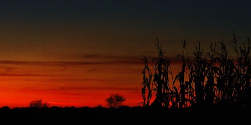 autumn sunset fall silhouette rural sunrise corn dusk harvest agriculture serenade