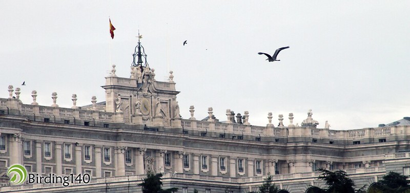 Una garza real sobrevolando el Palacio Real de Madrid