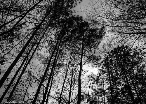 blackandwhite monochrome nature trees forest pointofview bw blackwhite nikon