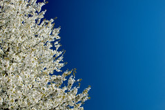 Cerisier en fleurs - Photo of Le Fresne