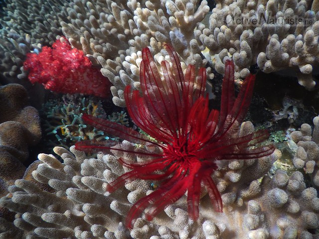 coral reef 0000 Raja Ampat, Papua, Indonesia