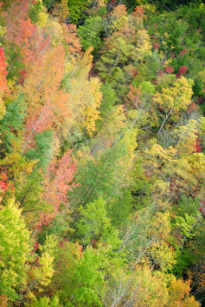 Gatlinburg fall color