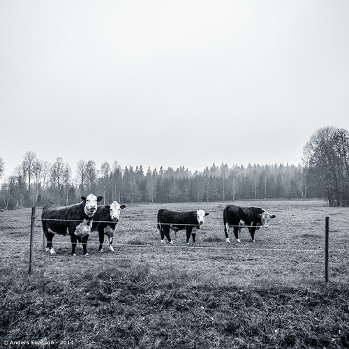 bw cattle sverige allhallows kronobergslän hornaryd olympusomdem1 olympus1240mmf28mft
