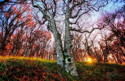 autumn sunset sun tree fall nature forest colours foliage trunk fable riccardo beeches mantero fabled potd:country=it