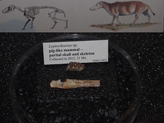 A record of all of the fossils that have been found.
Document
Census
The fossil record has lots of gaps, 100 million years with no fossil, so we take fossils from 300 million and 200 million years and merge them to create a transitional fossil.