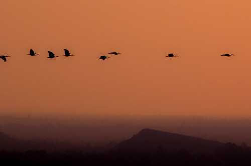 sunset birds southafrica ibis johannesburg avian gauteng sacredibis parktonianhotel