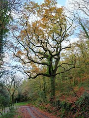The Stangala - The enchanted tree - Photo of Langolen