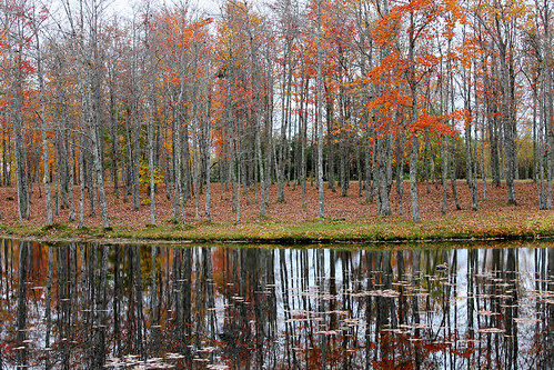 autumn trees canada nature leaves canon reflections landscape pond colours seasons country fallfoliage newbrunswick colourful maples charlottecounty