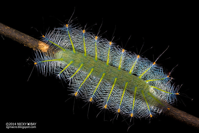 Archduke larva (Lexias pardalis dirteana) - DSC_5142