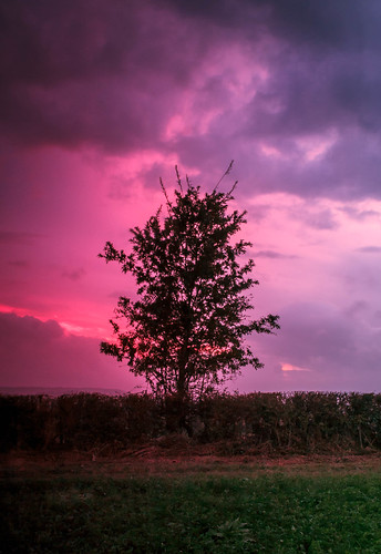 pink sunset tree purple leominster