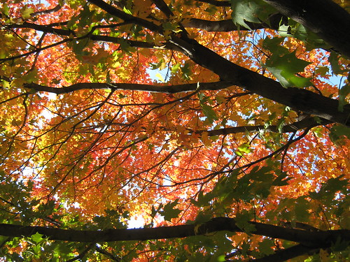autumn trees fall leaves weather scenery colorful pretty branches mothernature kansaslandscape fortrileylandscape flinthillslandscape