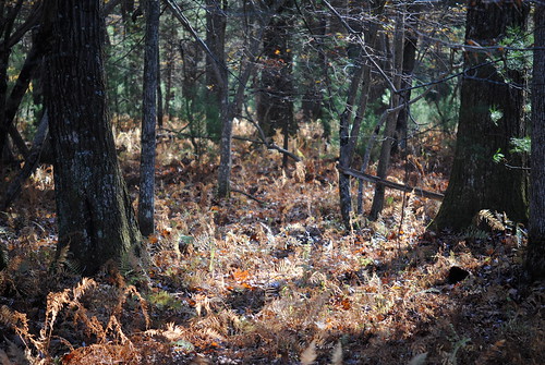 autumn brown tree fall forest trunks ferns