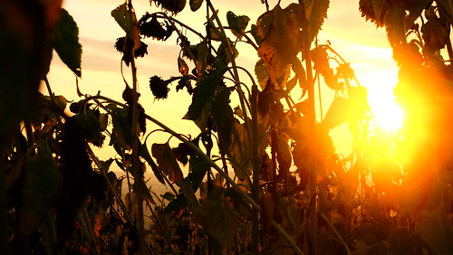 autumn sunset sun flower rot field bayern golden soft mood sonnenuntergang sundown dusk herbst feld dry hour sunflower blume 169 sonne afterglow goldene trocken sonnenblume abendrot spessart stunde laufach sundset sonnentergang