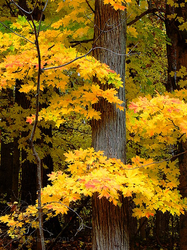 park autumn plants color tree fall nature gold scenery oakopenings northwestohio mallardlake toledometroparks