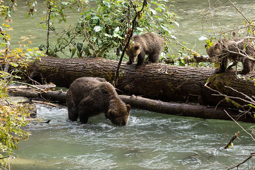 canada grizzly britscolumbia