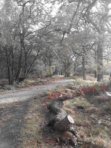 blackandwhite forestofdean forestview autumncoloursfor