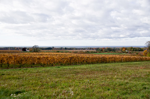 fall vineyard lakeerie westfield chautauqua