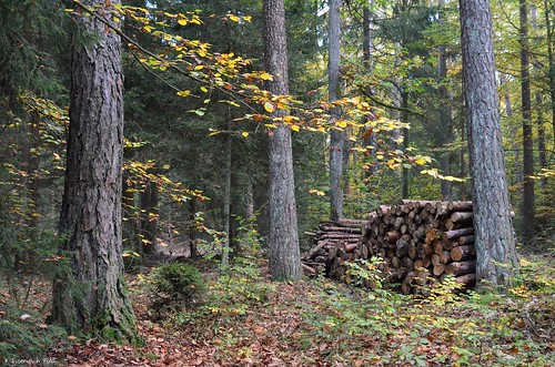 wood nature forest nikon herbst natur hans kiefer wald naturpark buche holzstapel eisenreich ursensollen holzstos hirschwald finsterhüll kemnatheröd