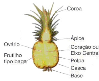 Abacaxi botânica