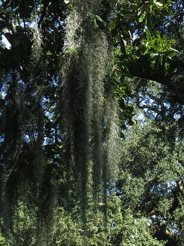 louisiana plantationhomes houmahouse
