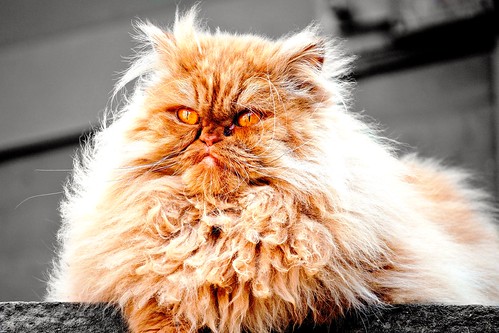 katze garfield cat grumpy grumpycat