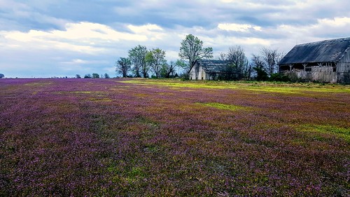 editedintooblivion purple farm spring abandoned colors missouri