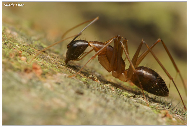 巨山蟻屬 Genus Camponotus